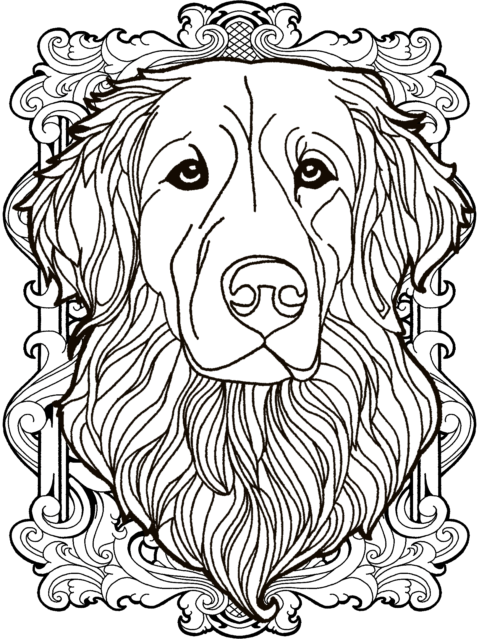 Golden Retriever