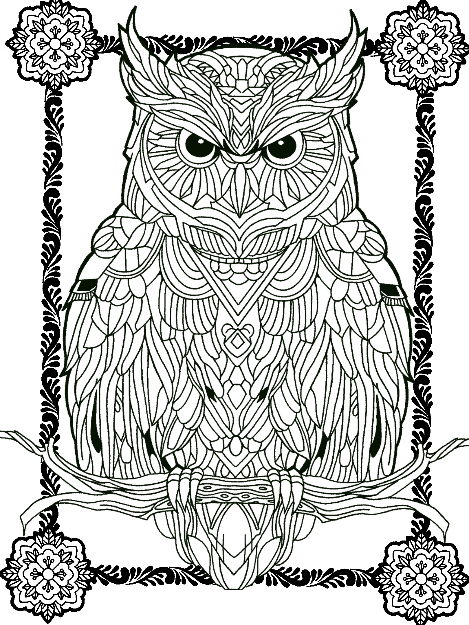 Owl